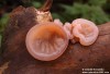 Boltcovitka ucho Jidášovo (Houby), Hirneola auricula judae, Auricularia auricula-judae, Auriculariaceae (Fungi)